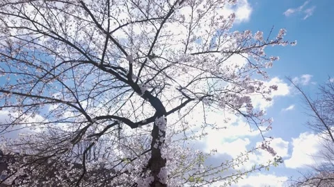 Parrot On Sakura Tree With Camera Orbit Motion 스톡 동영상 331812041