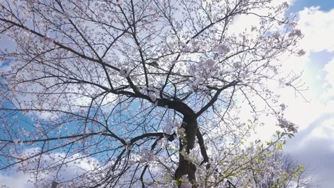 Parrot On Sakura Tree With Circular Camera Move 스톡 동영상 331812045