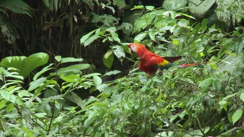 Parrot Scarlet Macaw at Amazon rainforest, Yasuni Natio.nal Park, Ecuador Stock Footage 263487023