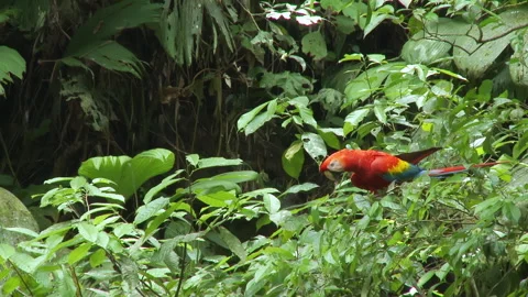 Parrot Scarlet Macaw sitting in a tree, Yasuni National Park, Ecuador. Stock Footage 268433677