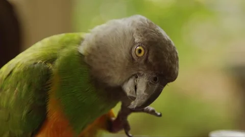Parrot scraching it self Stock Footage 279388070