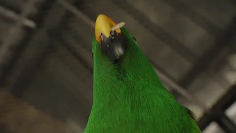 Parrot Seen from Behind Cracking Seed with Beak under Aviary Roof in Warm Indoor 스톡 동영상 314019219
