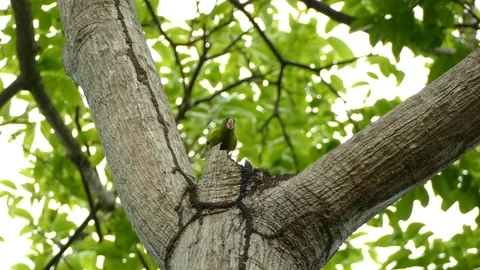 Parrot seen from underneath drinks water from natural tree formation Stock Footage 93056473