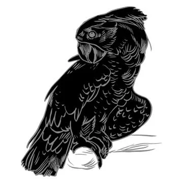 Parrot set isolated handdrawn vector llustration realistic sketch Stock Illustration