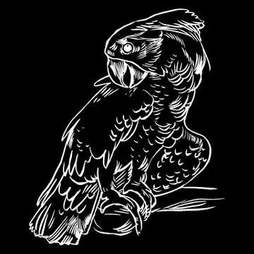Parrot set isolated handdrawn vector llustration realistic sketch 스톡 일러스트