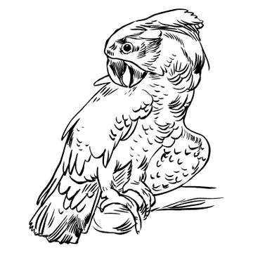 Parrot set isolated handdrawn vector llustration realistic sketch Stock Illustration