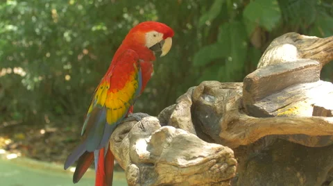 Parrot shaking its head and scratching at Xcaret Park, Mexico Stock Footage 50369949