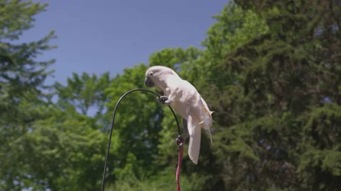 Parrot Shaking on a Pole Stock Footage 208758401