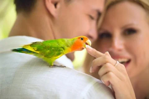 Parrot on shoulder 스톡 사진