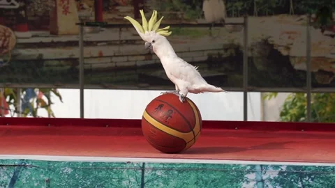 Parrot show game Stock Footage 222893792