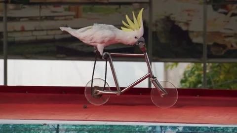 Parrot show game Stock Footage 222893843