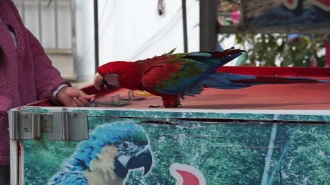Parrot show game Stock Footage 222894765