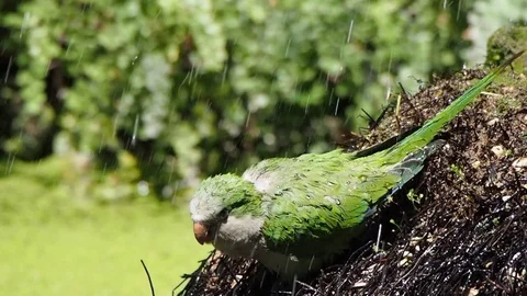 Parrot shower Stock Footage 113671407