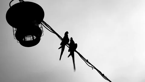 Parrot Silhouettes Stock Footage 244966985