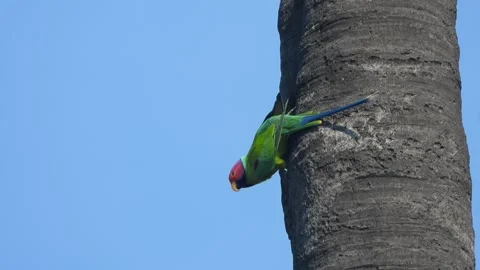 Parrot singing song in tree . Video stock 312795497