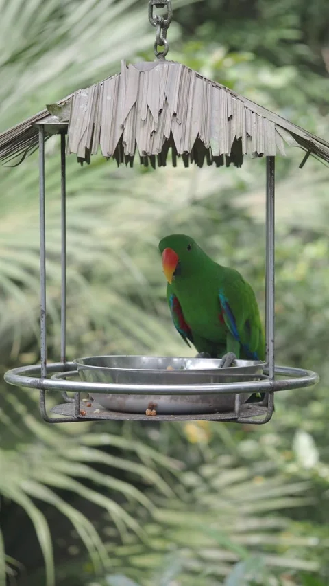 Parrot sits on bird feeder in green garden during sunny day Stock-Footage 333723150