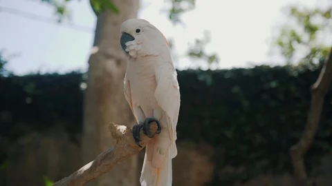 A parrot sits on a branch Stock Footage 129054299