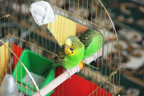 Parrot sits in a cage. Budgerigar Stock Photos