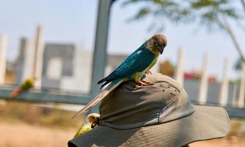 A parrot sits on a mans hat in the park Stock Photos