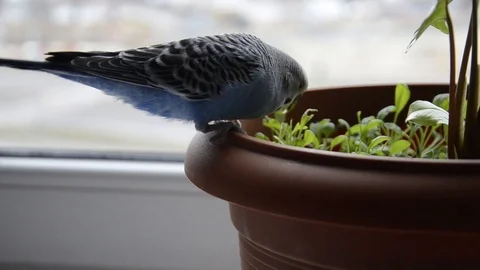 A parrot sits on a pot and eats houseplants Stock Footage 125388425