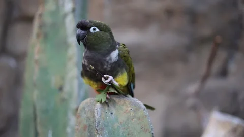 A parrot sits on a stone Stock Footage 288014401