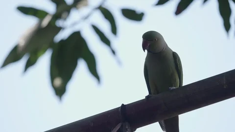 A parrot sits on a tree branch Stock Footage 128506378