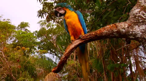 A parrot sits in a tree in the rainforest. Video stock 26884257
