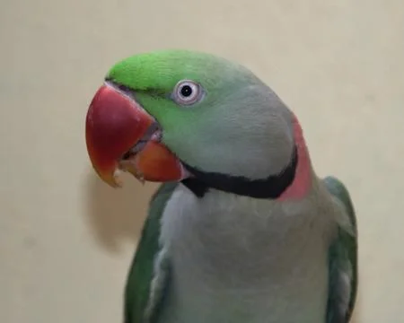 The parrot is sitting and watching Foto stock