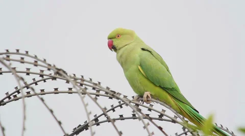 Parrot sitting on barbed wire Stock Footage 36154826