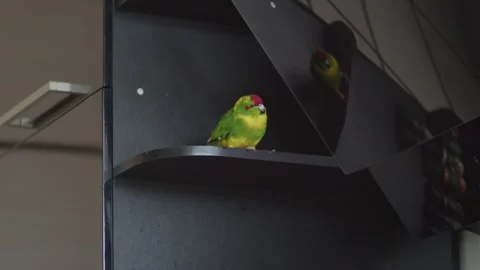Parrot sitting on black kitchen shelf Video stock 251532501