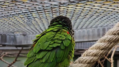 A parrot sitting on a branch Stock Footage 266062085