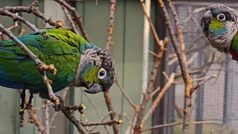A parrot sitting on a branch Stock Footage 266062336