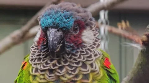 A parrot sitting on a branch Stock Footage 266062433