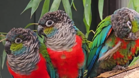 A parrot sitting on a branch Stock Footage 266063438