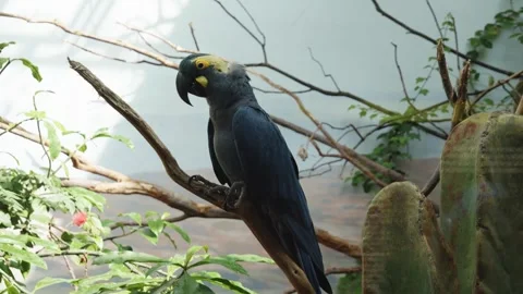 A parrot sitting on a branch inside a cage. The parrot is bald with Stock Footage 247498037
