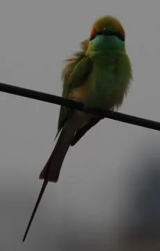 Parrot sitting on a cable Stock Photos