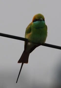 Parrot sitting on a cable Stock Photos