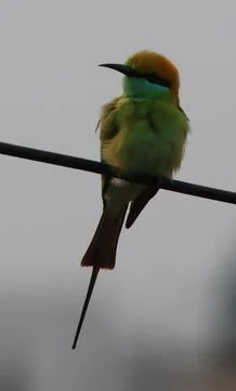 Parrot sitting on a cable Stock Photos