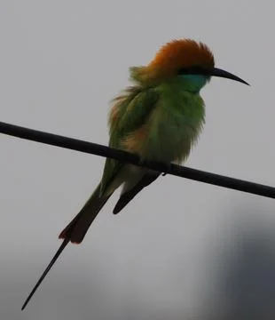 Parrot sitting on a cable Stock Photos
