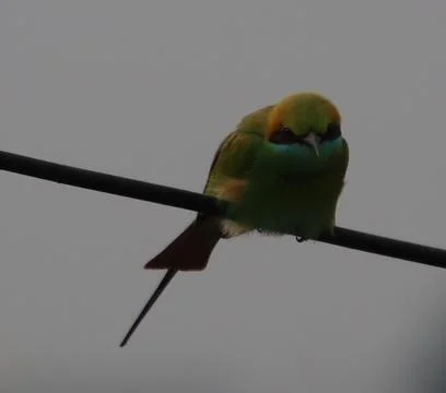 Parrot sitting on a cable Stock Photos