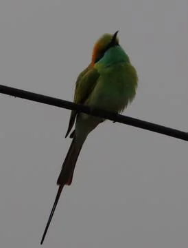 Parrot sitting on a cable Stock Photos