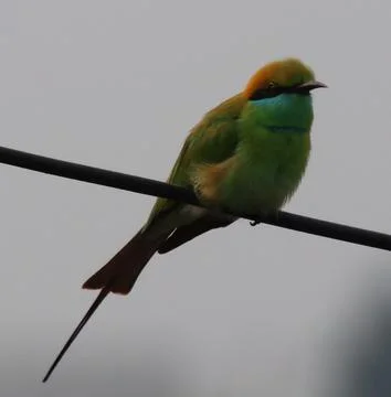 Parrot sitting on a cable Stockfoto's