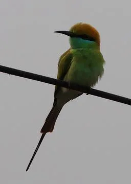 Parrot sitting on a cable Stock Photos