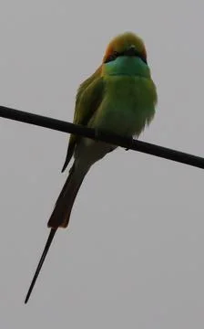 Parrot sitting on a cable Stock Photos