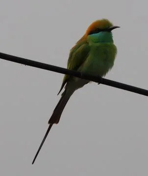 Parrot sitting on a cable 스톡 사진