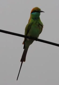 Parrot sitting on a cable Stock Photos