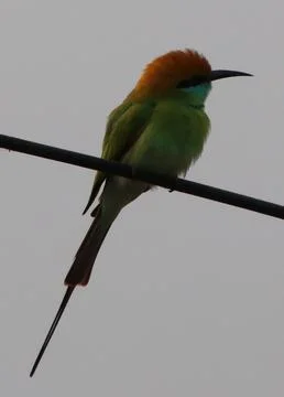 Parrot sitting on a cable Foto stock