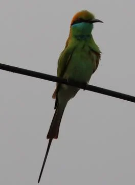 Parrot sitting on a cable Stock Photos