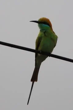 Parrot sitting on a cable Stock Photos
