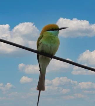 Parrot sitting on a cable Stock Photos